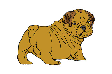 Cute Little Brown Bulldog looked back