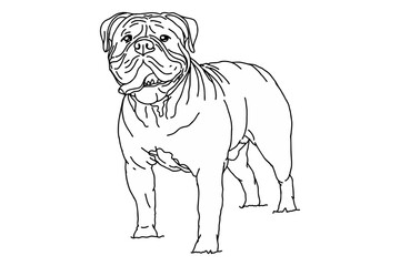 Standing Bulldog Vector 