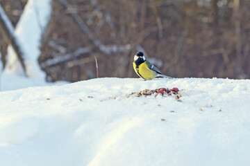 A small yellow-breasted bird tit sits on a snowdrift in a winter forest.