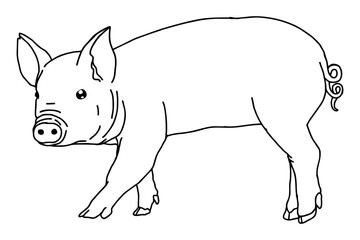 Pig Vector