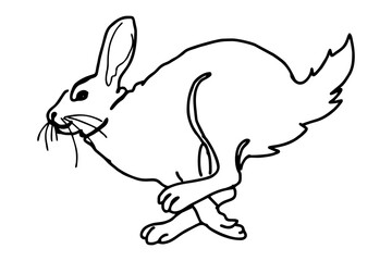 Running Rabbit