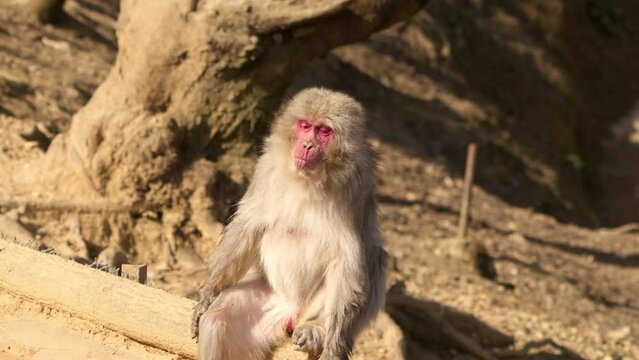 Wild Japanese macaque (snow monkey) chewing while sitting up like humans and looking around for threats