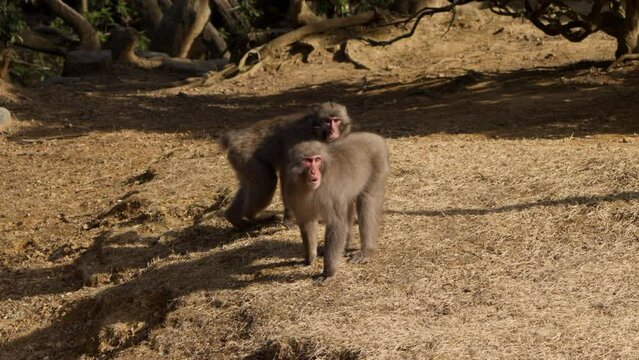 Two wild Japanese macaques (snow monkeys) mating in torso-ventral position in an open area