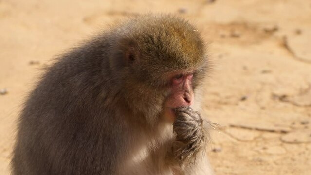 Snow monkey (Japanese macaque) eating hard shell nut on the ground, close-up