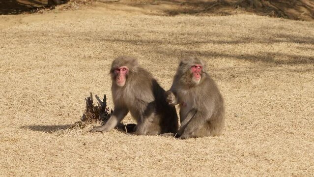 Japanese macaques (snow monkeys) grooming on the ground