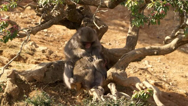 Japanese macaque mother cleaning, grooming, and picking flea insects on a baby macaque under a tree on a bright sunny day