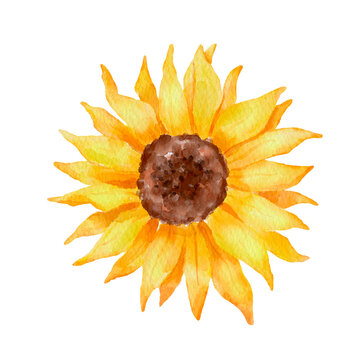 Watercolor sunflower. Colorful botanical hand drawn flower illustration isolated on white