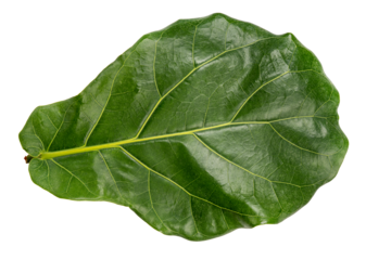 Green fiddle fig leaf isolated on white, Fiddle fig leaf Isolated on White background PNG file.