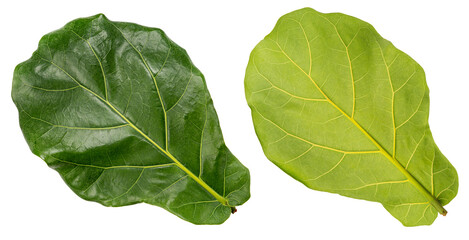 Green fiddle fig leaf isolated on white, Fiddle fig leaf Isolated on White background PNG file.
