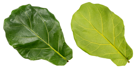 Green fiddle fig leaf isolated on white, Fiddle fig leaf Isolated on White background PNG file.