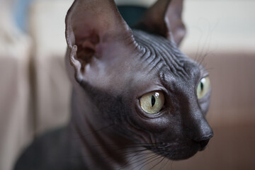 Don sphinx dark gray cat close up head portrait a little blurred