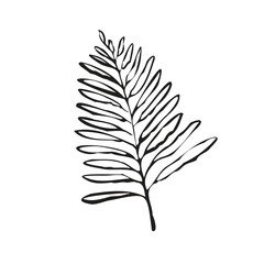 TROPICAL LEAF DRAWING ART VECTOR IMAGE