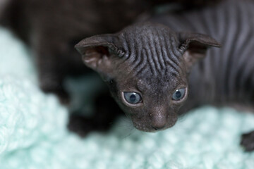 Goggle-eyed little black sphinx kitten with blue eyes
