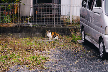 野良猫　alley cat