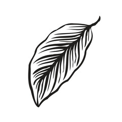 TROPICAL LEAF DRAWING ART VECTOR IMAGE