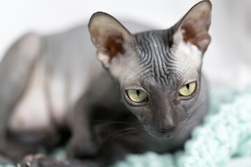 Don sphinx dark gray cat close up head portrait a little blurred
