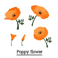 poppy flowers illustration