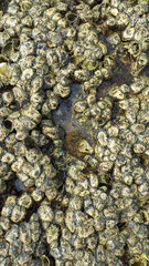 Close up of oyster clams and barnacles on the rocks in a beach at low tide 