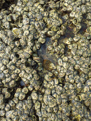 Close up of oyster clams and barnacles on the rocks in a beach at low tide 