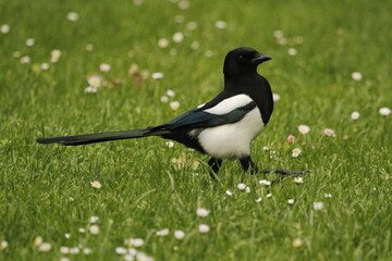 Eurasian Magpie walking through grass field with small white flowers