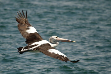 Fototapeta na wymiar Australian Pelican in flight with wings spread above water