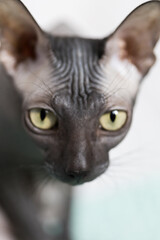 Don sphinx dark gray cat close up head portrait a little blurred