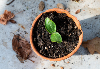 Courgette zucchini seedling plant in a terracotta pot of compost soil 