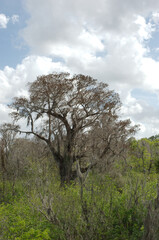 Single Tree in Swamp Isolated Sunny Day