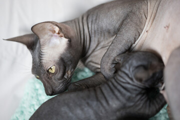 Black Don sphinx cat lying, hugging and feeding its little kitten