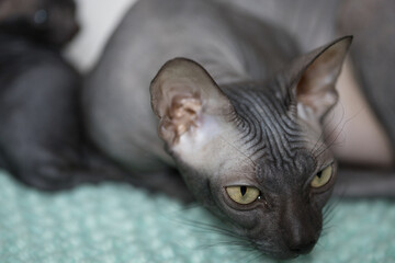Don sphinx dark gray cat close up head portrait a little blurred