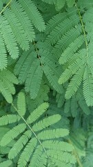 fern leaves