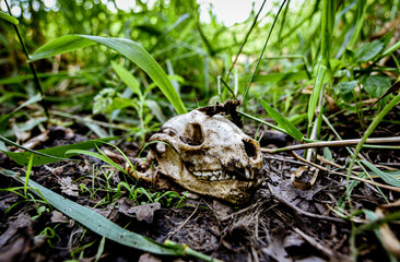 A Skull in the Forest