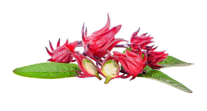 fresh roselle on transparent png