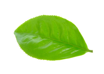 Obraz premium tea leaf isolated on transparent png