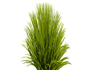 Green grass plant on transparant background, 3d render illustration.