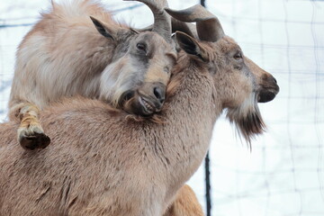 Fototapeta premium マーコール