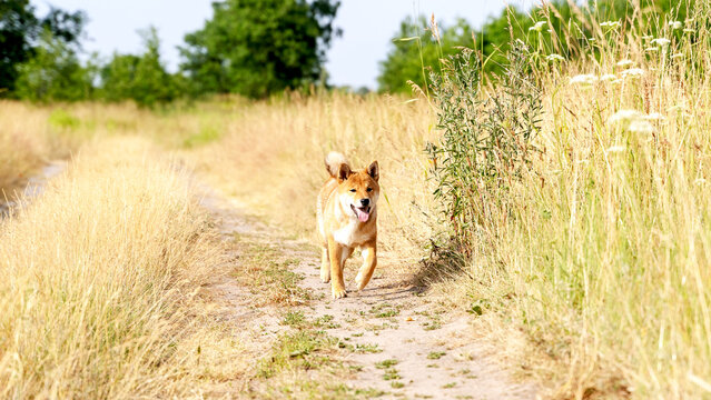 sibu inu dog on a walk in the open field