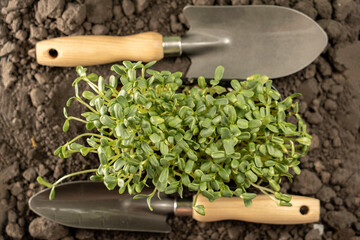 A narrow garden trowel with sprouts lying on the ground. Garden concept, the beginning of the season, the cottage.