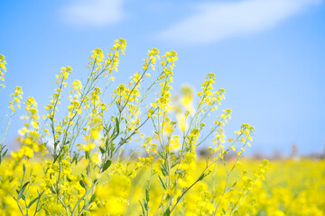 Obraz premium yellow rapeseed field