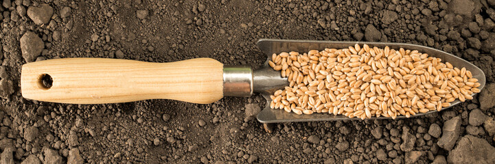 Garden spatula with sprouts and grain lying on the ground. Garden concept, the beginning of the season, the cottage.