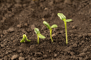 Growing seedlings from rich soil. agriculture, horticulture. The evolution of plant growth from seed to seedling, the concept of economic growth, agrarian industry and ecology