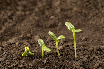 Growing seedlings from rich soil. agriculture, horticulture. The evolution of plant growth from seed to seedling, the concept of economic growth, agrarian industry and ecology