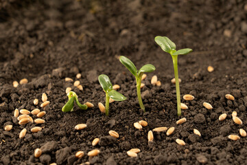 Growing seedlings from rich soil. agriculture, horticulture. The evolution of plant growth from seed to seedling, the concept of economic growth, agrarian industry and ecology