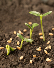 Growing seedlings from rich soil. agriculture, horticulture. The evolution of plant growth from seed to seedling, the concept of economic growth, agrarian industry and ecology