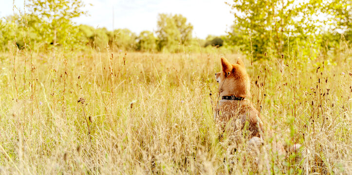 sibu inu dog on a walk in the open field