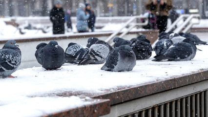 pigeons walk in the snow in winter, freeze from the cold in the cold during a blizzard