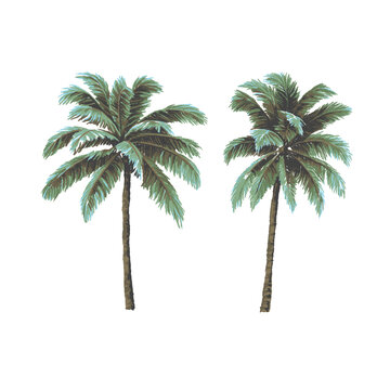 SET OF HAND DRAWN PAINTED PALM TREES ILLUSTRATION