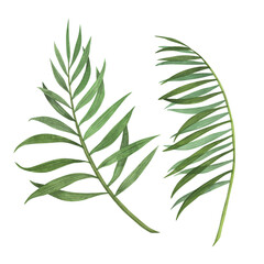 Set Tropic palm tree leaf watercolor isolated on white background. Watercolor hand drawn botanical llustration