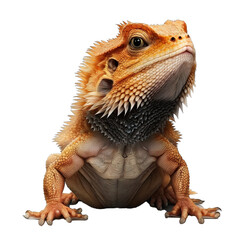 Obraz premium Cute Animation Cartoon Character Animal Bearded Dragon Design Elements Isolated on Transparent Background: Clear Alpha Channel Graphic for Overlays Web Design, Digital Art, PNG Image (generative AI)