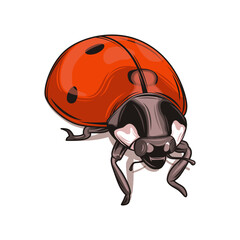 Fototapeta premium Beautiful Ladybug vector illustration. Isolated on white background. Wildlife animal design.